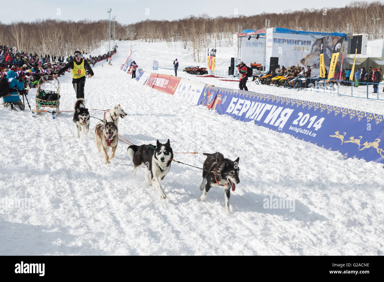 Runs through the stadium sled dog team musher Dmitry Revenok. Kamchatka