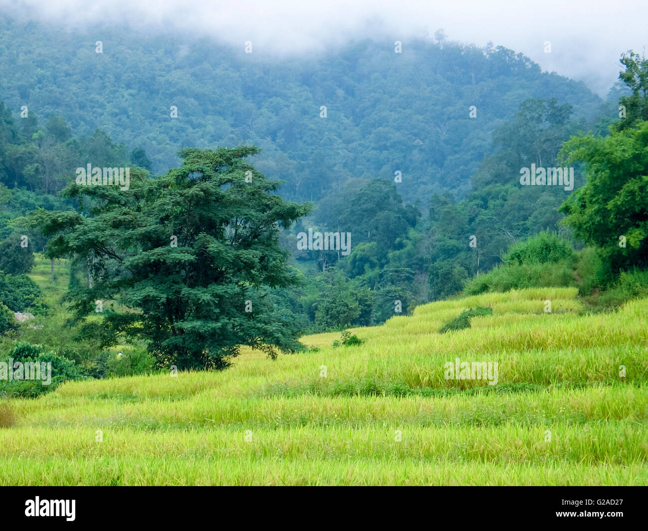 Rice fields in northern Thailand, Chiang Mai province, Thailand, Asia ...