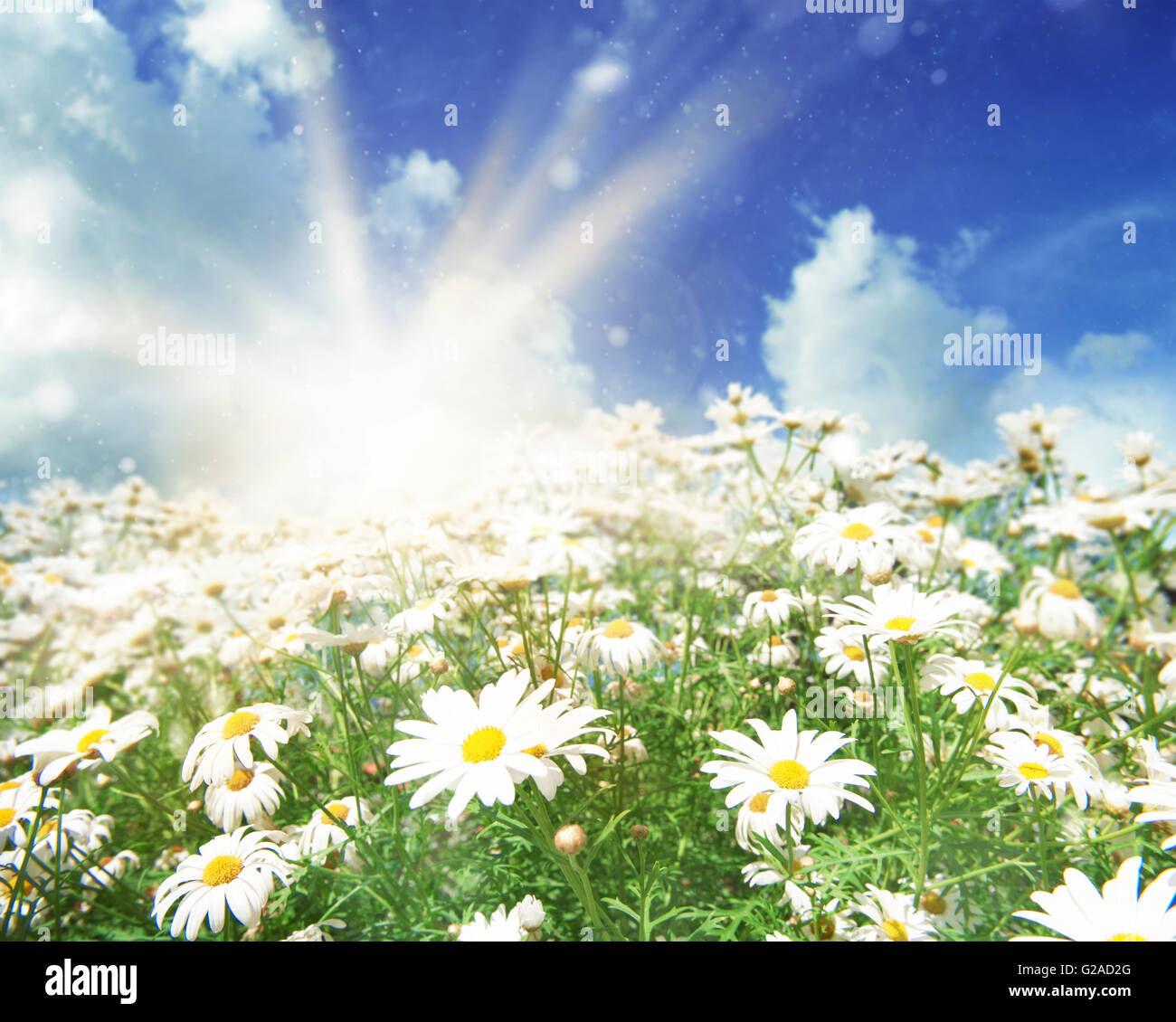 Sun on a meadow of daisies Stock Photo Alamy