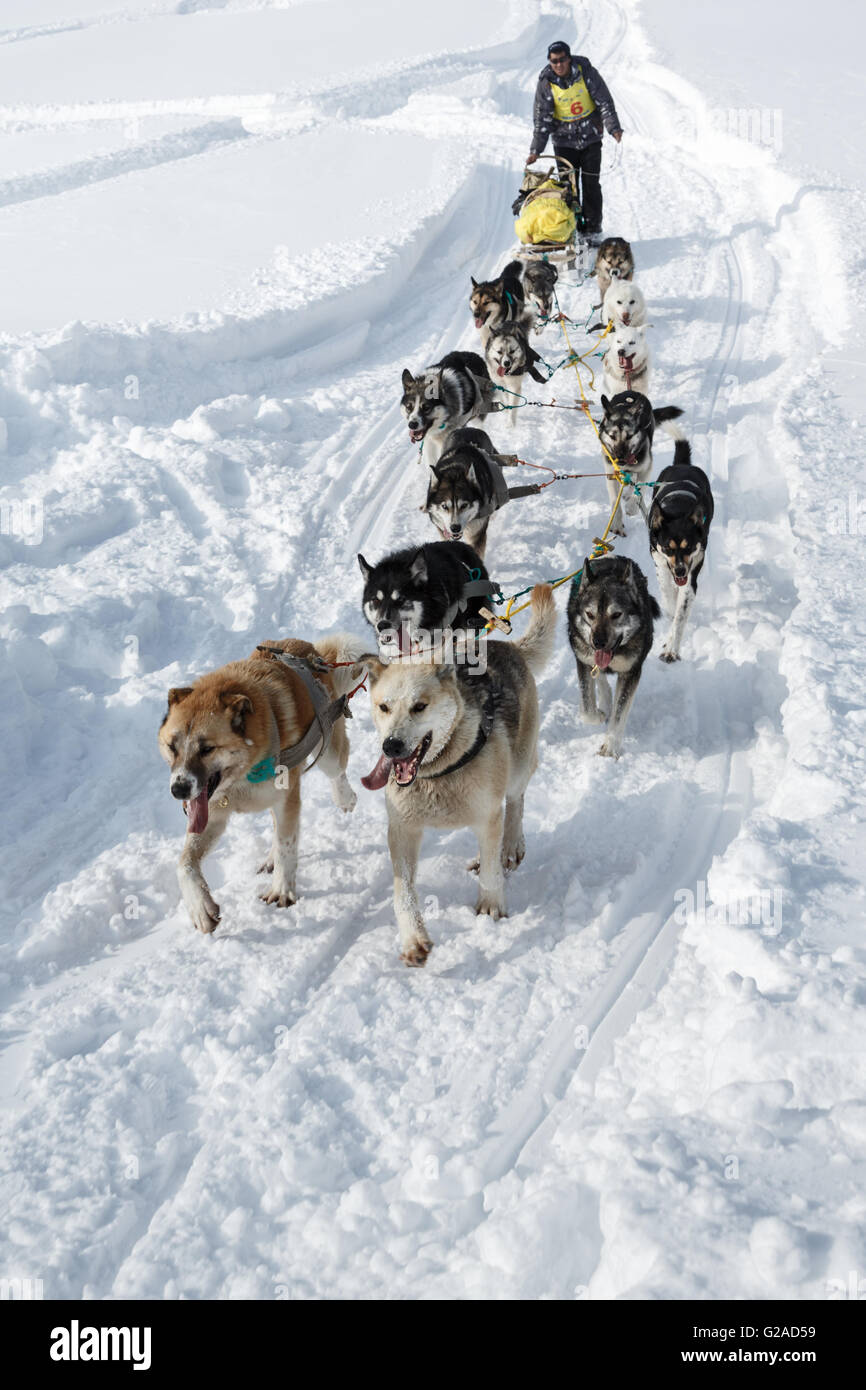 Running dog team Kamchatka musher Kutynkovav Eugene. Traditional ...