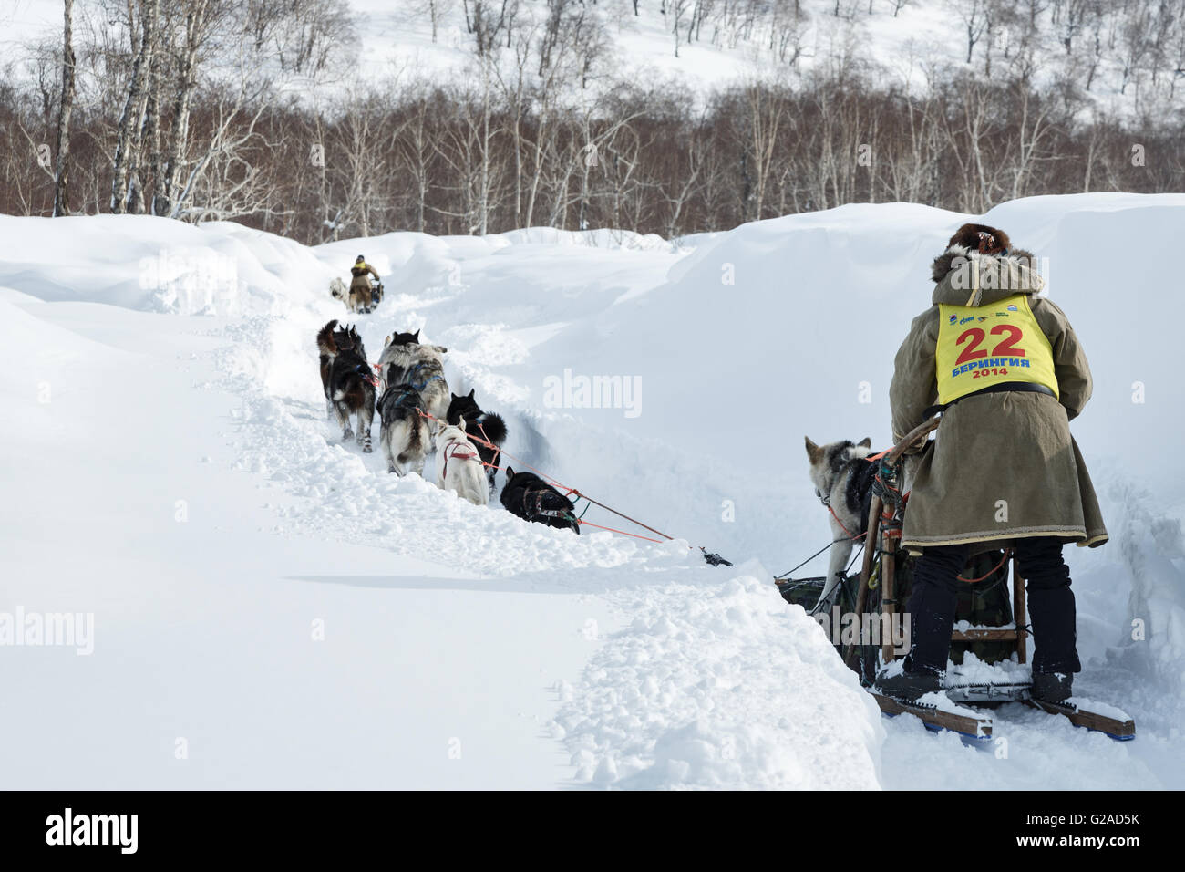 Team Racing Beringa Beringia Dog High Resolution Stock Photography and Images - Alamy