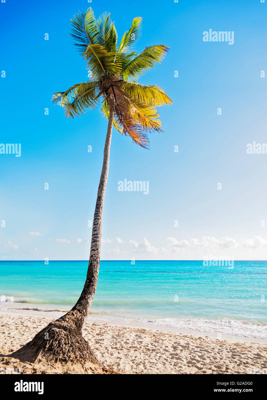 Dominican Republic, Palm tree growing in sandy beach Stock Photo Alamy
