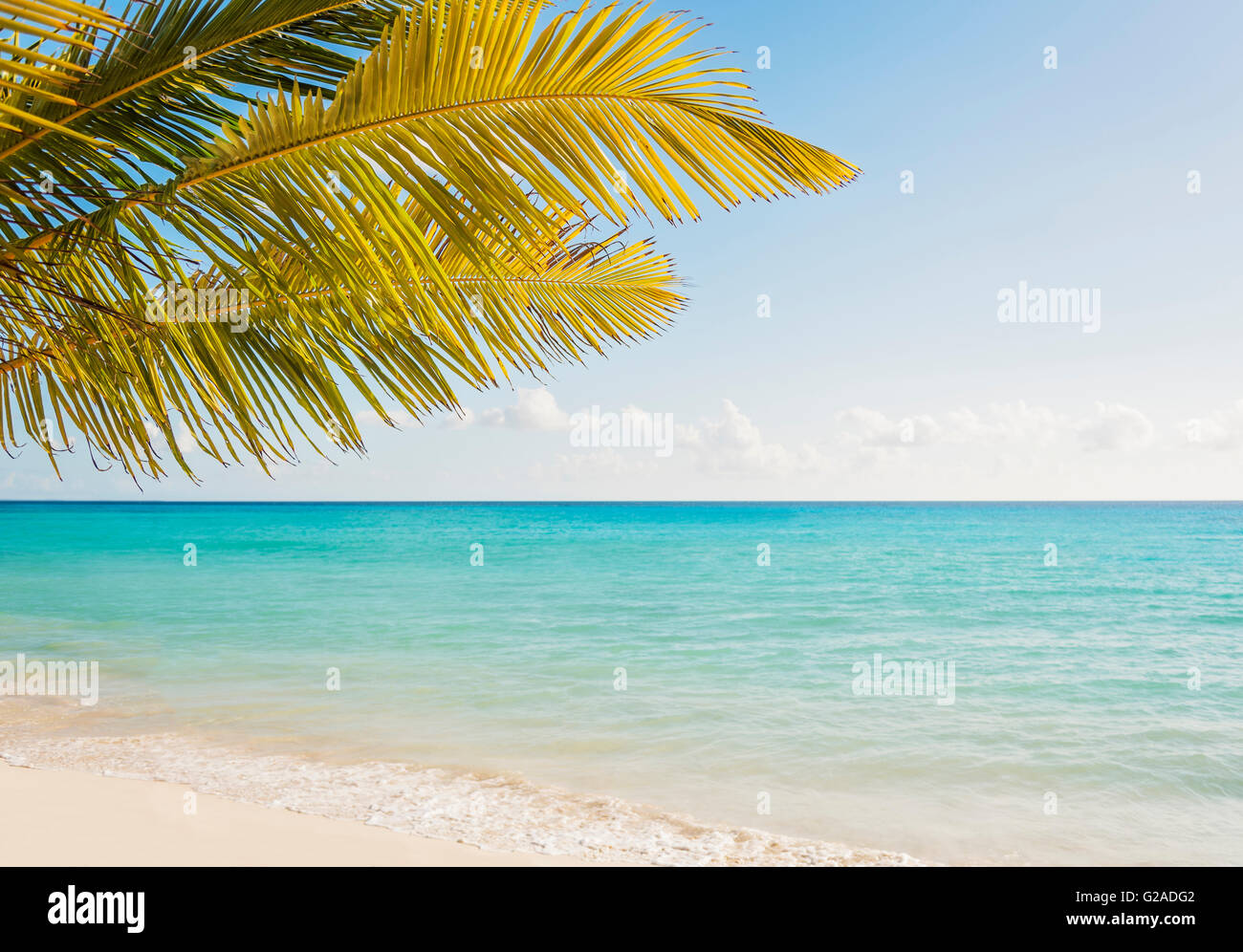 Palm tree growing in sandy beach Stock Photo Alamy