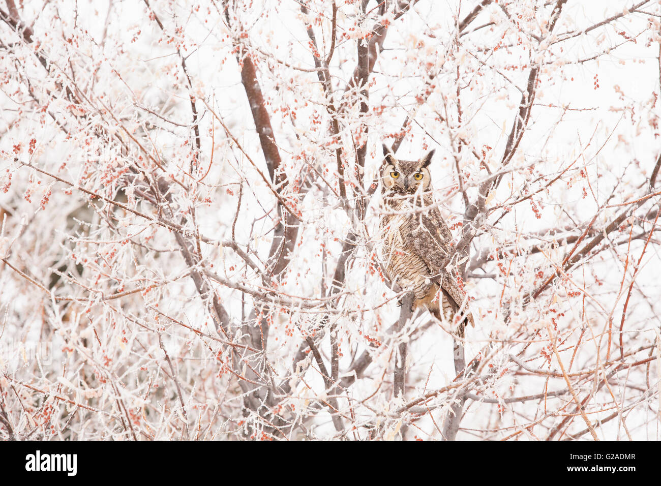 Great horned owl (Bubo virginianus) perching in tree in winter Stock Photo