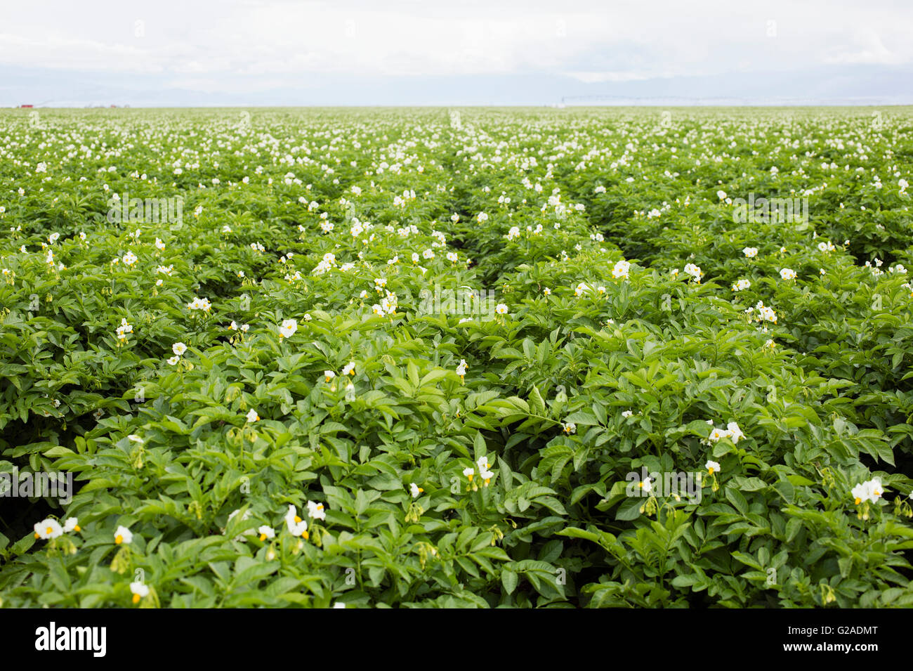 Rows of flowering potato plants Stock Photo