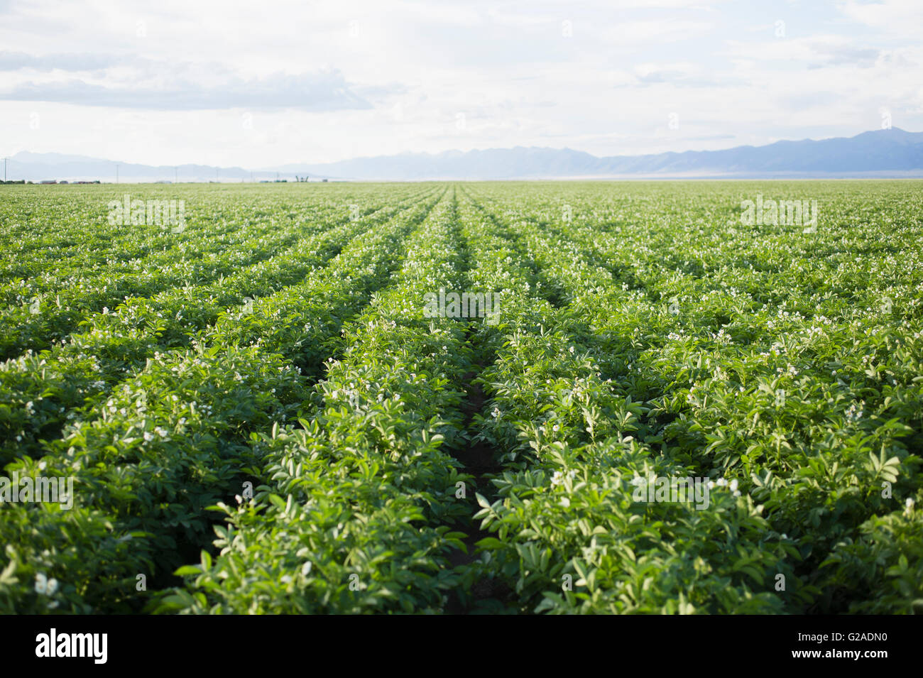 Field with rows of potato plants Stock Photo