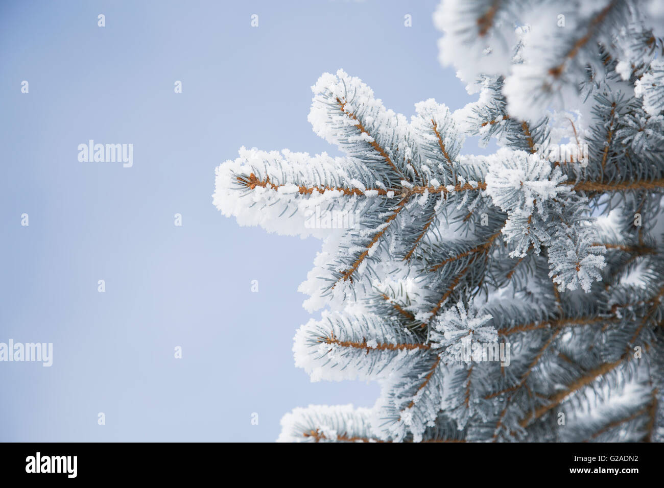 Close-up of pine twigs covered with snow Stock Photo
