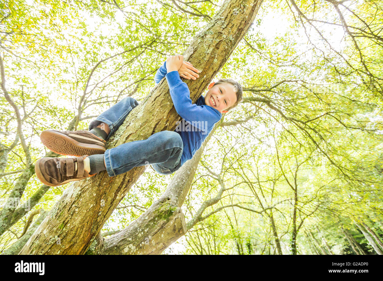 Smiling boy (6-7) climbing tree Stock Photo