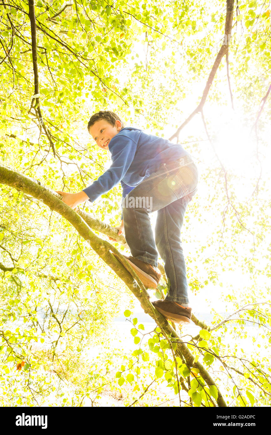 Boy (6-7) climbing branch Stock Photo