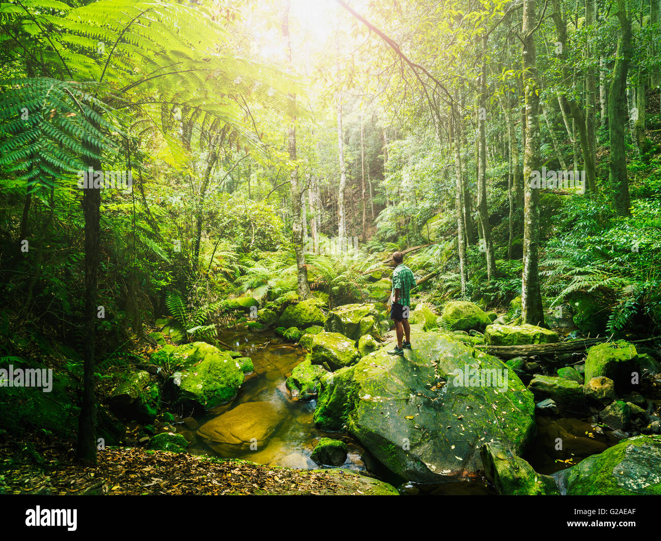 Mid adult man standing on rock in green forest Stock Photo