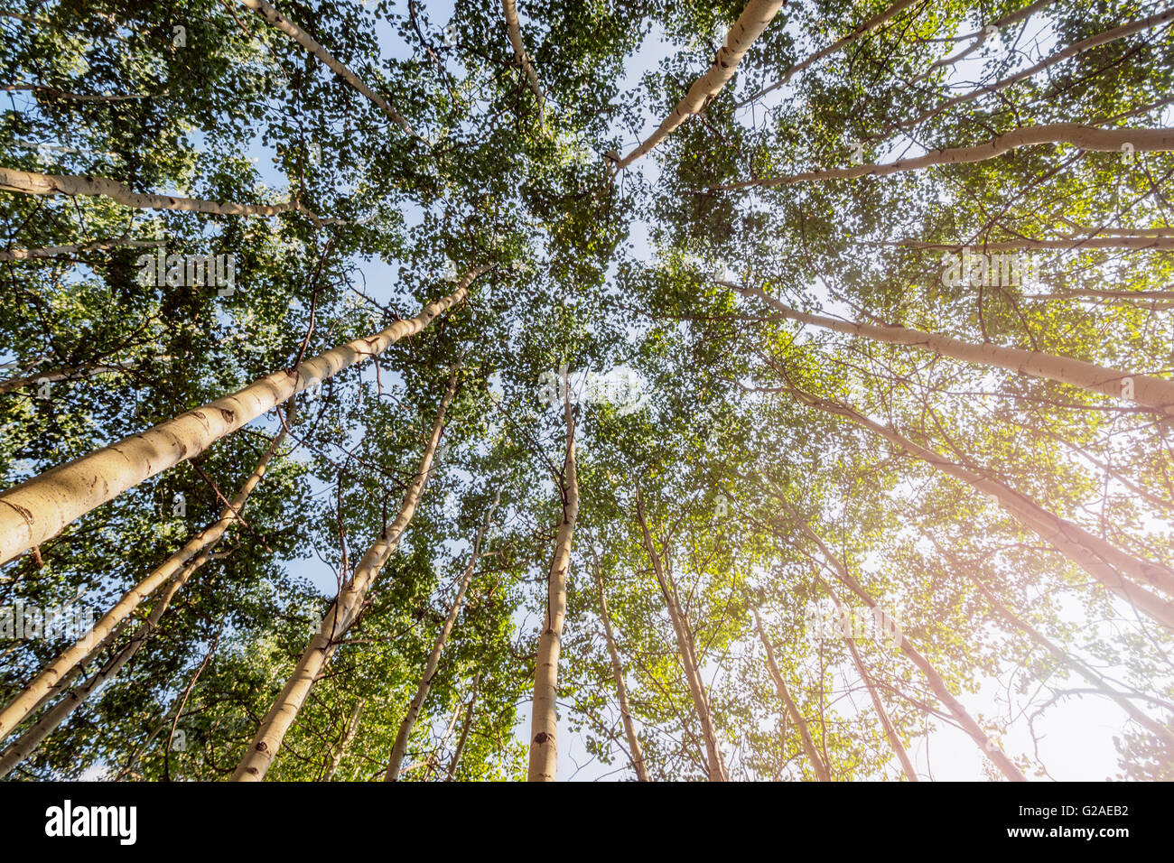 Aspen trees in forest Stock Photo
