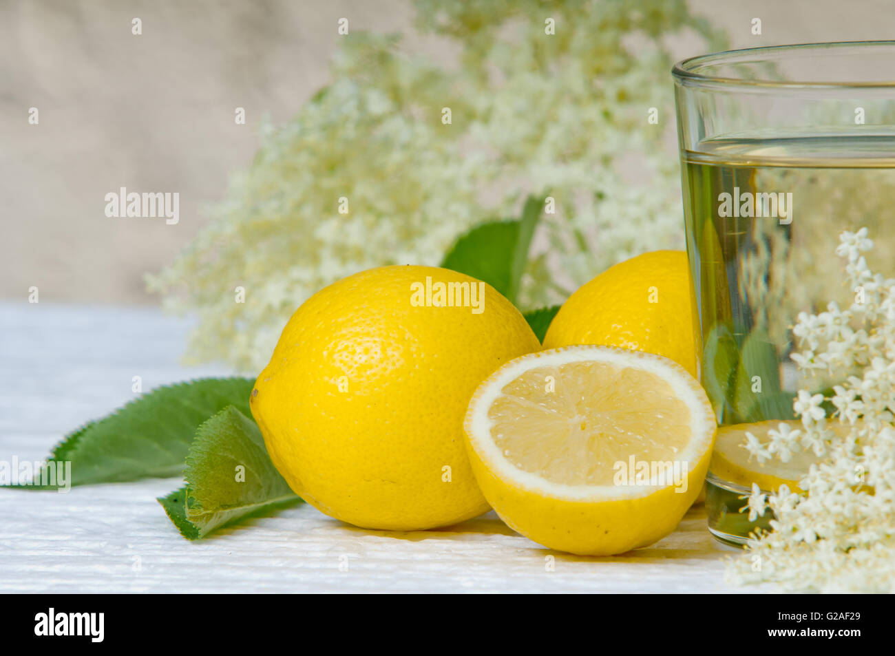 flowers elderberry Sambucus nigra and elderberry flower drink fresh raw