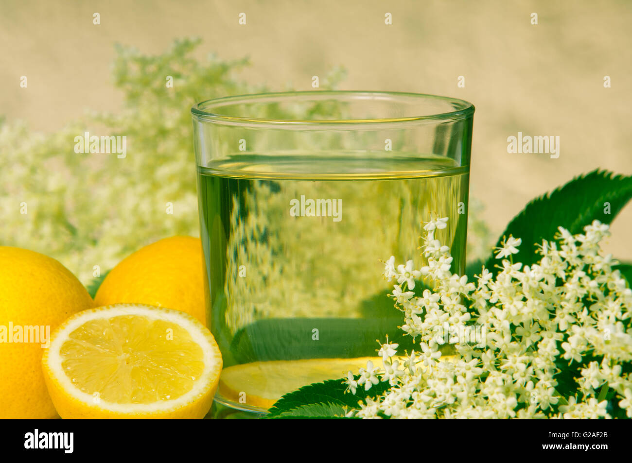 flowers elderberry Sambucus nigra and elderberry flower drink fresh raw