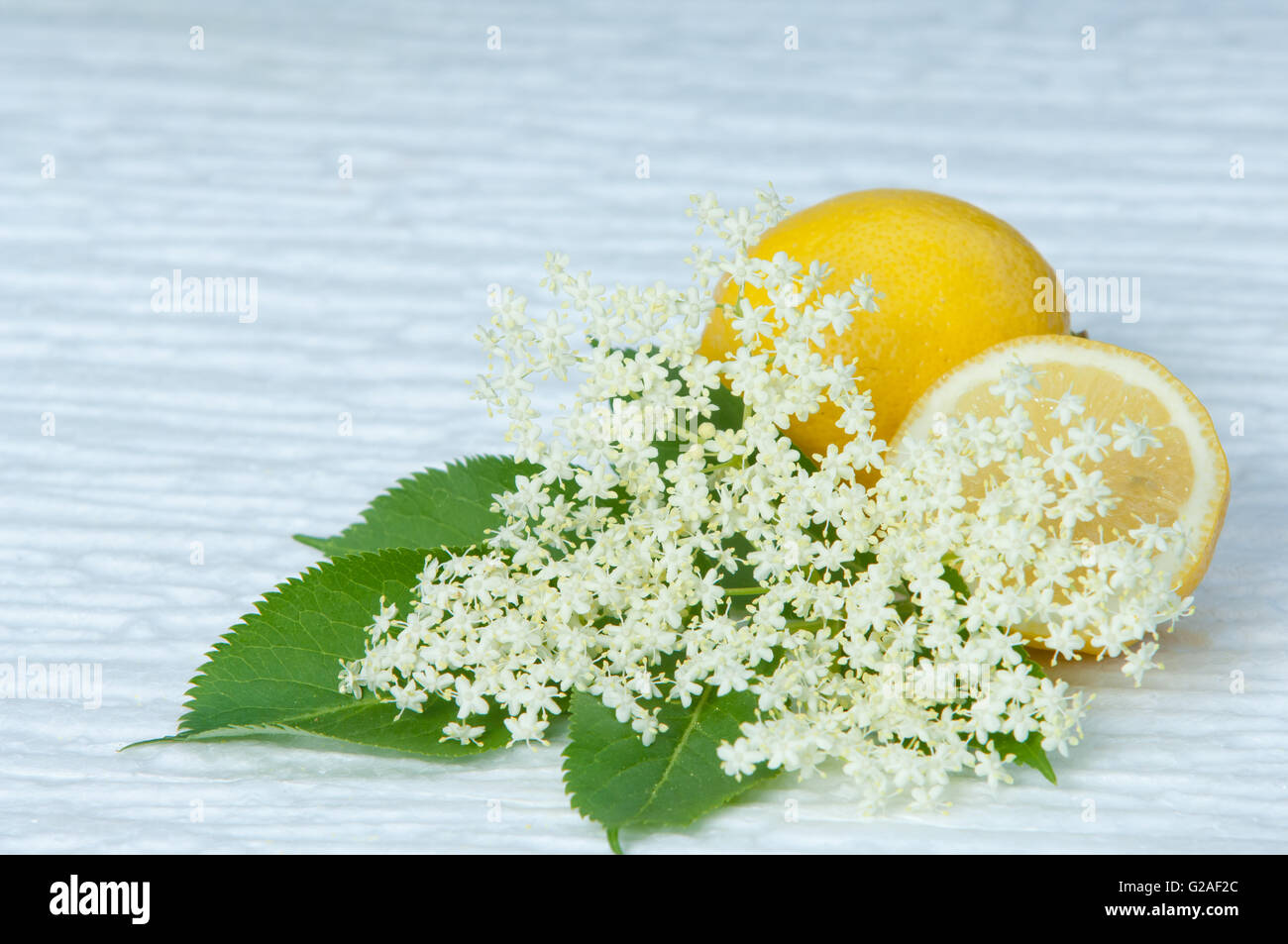 flowers elderberry Sambucus nigra and elderberry flower drink fresh raw