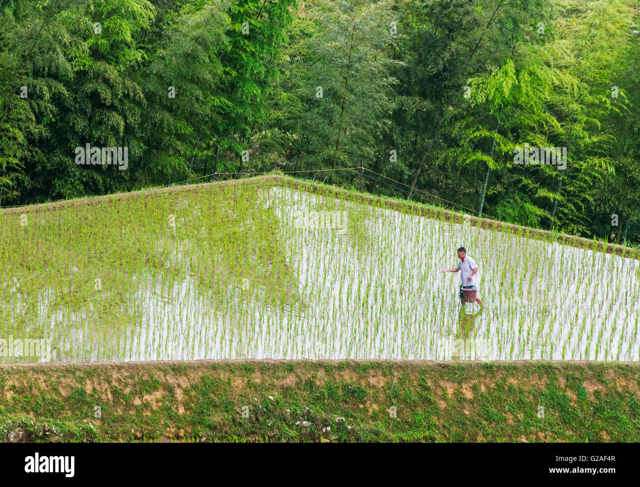 Farmer fertilizing on rice terrace in the mountain, Longsheng, Guangxi Province, China Stock Photo