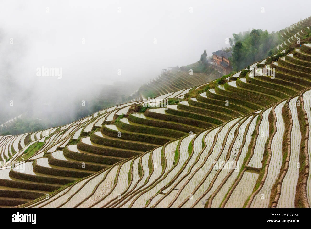 Water filled rice terraces in morning mist in the mountain, Guangxi Province, China Stock Photo