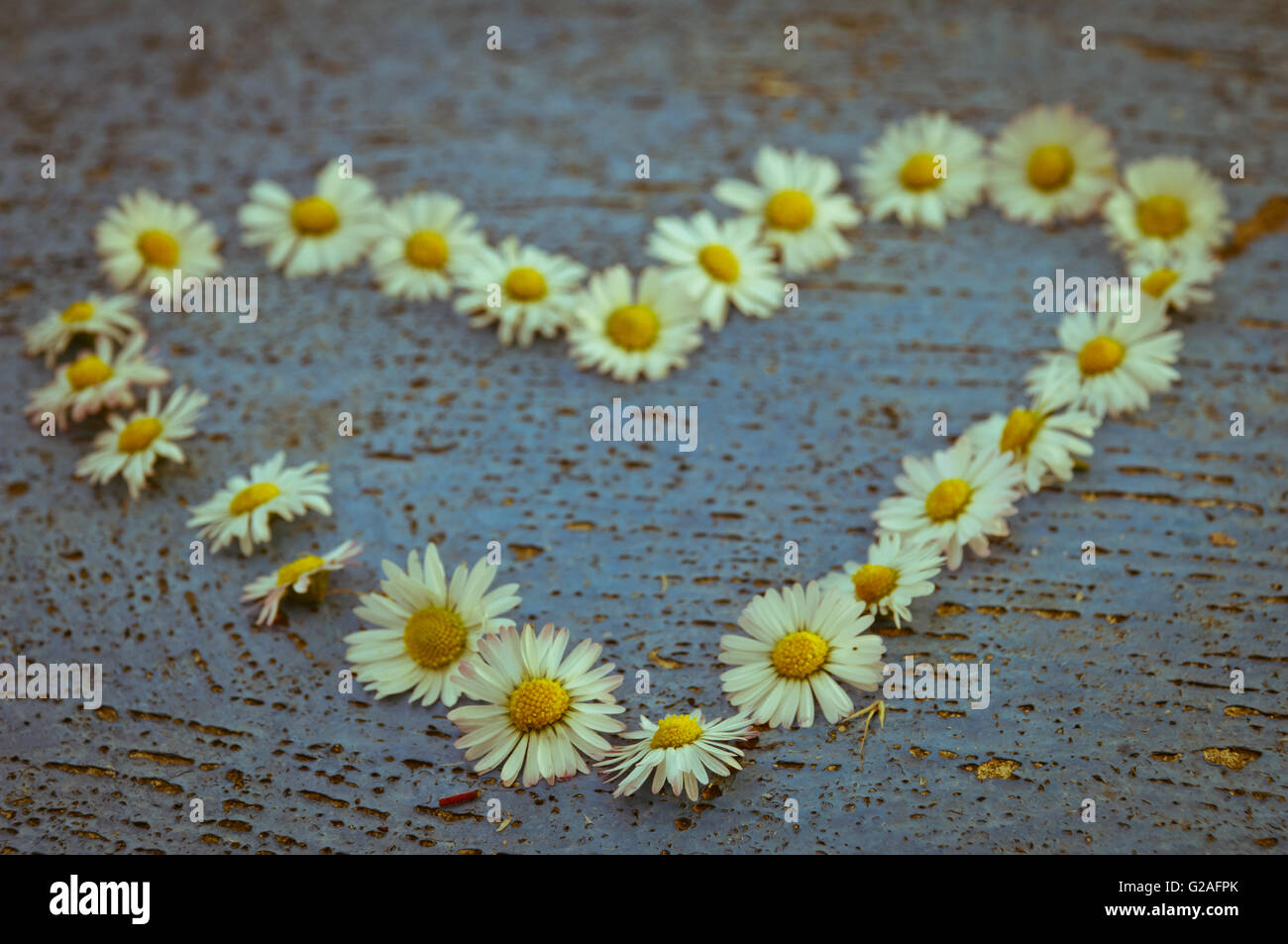 Heart shape formed from daisy flowers on an old texture light blue ...