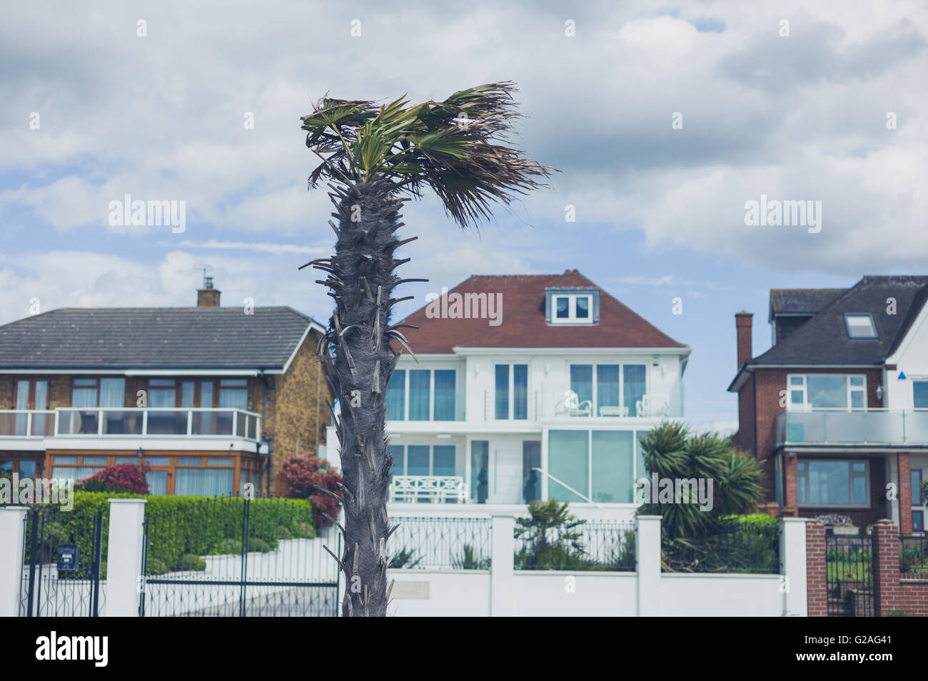 Wind blowing tree uk hi-res stock photography and images - Alamy
