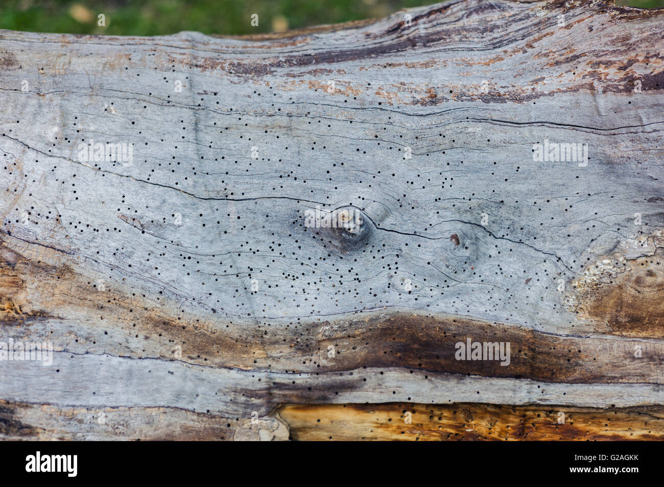 A large tree trunk with worm holes in it Stock Photo