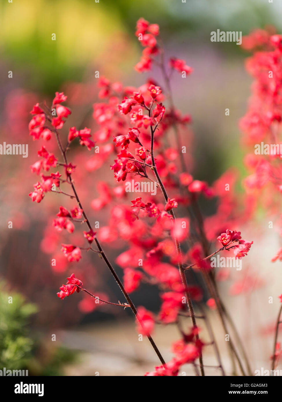 Beautiful vivid red bell shaped flowers of the Heuchera plant., isolated against background Stock Photo
