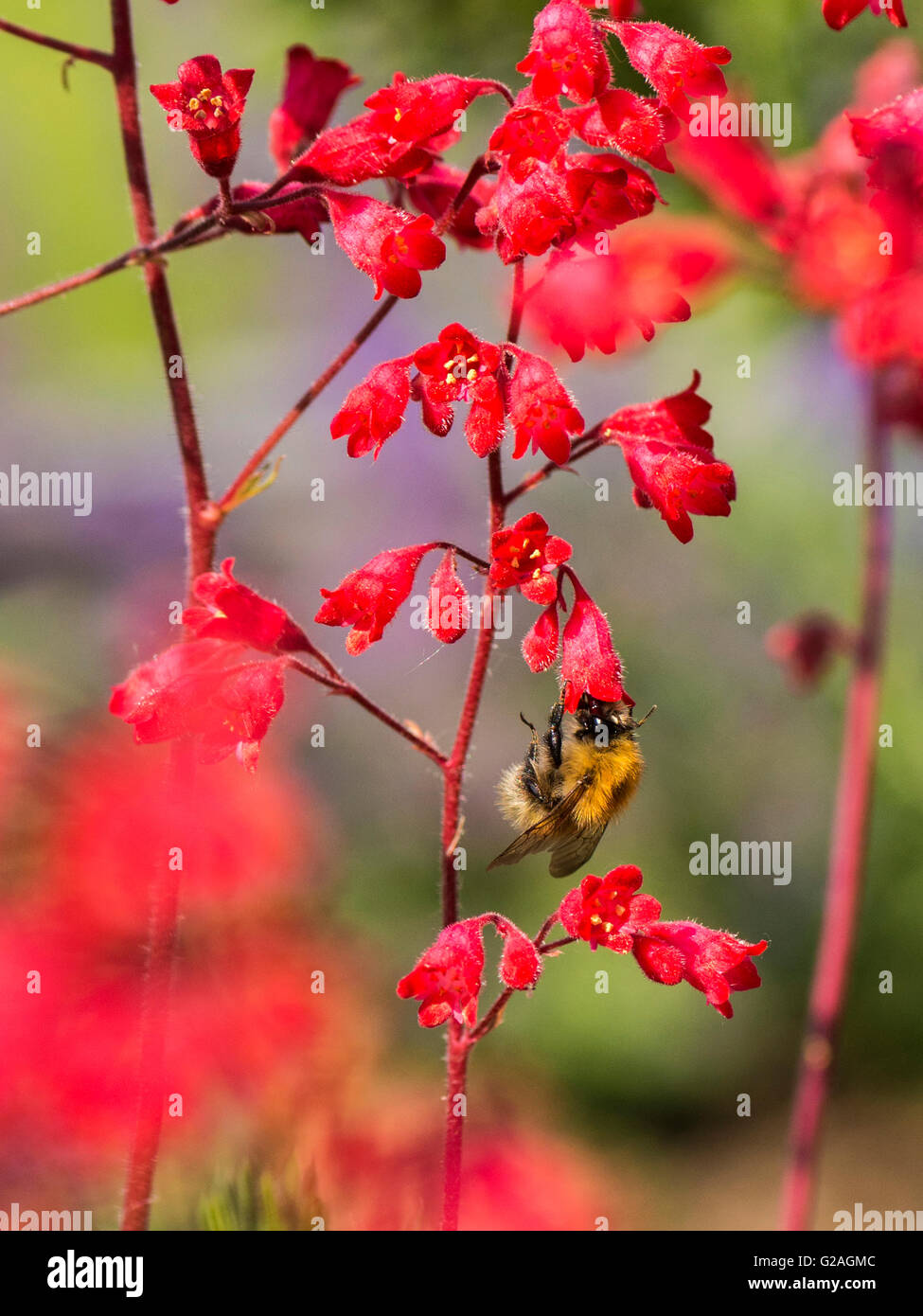 Spring Pollinator, Bumblebee (Bombus) collecting nectar from the vivid red bell shaped flowers of the Heuchera plant. Stock Photo