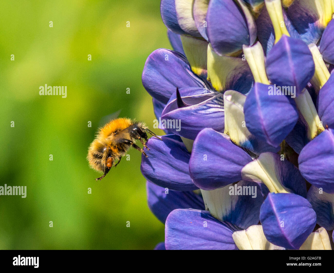 Spring Pollinator, Bumblebee (Bombus) collecting nectar from the vivid blue spike-like raceme buds of the garden Lupin plant. Stock Photo