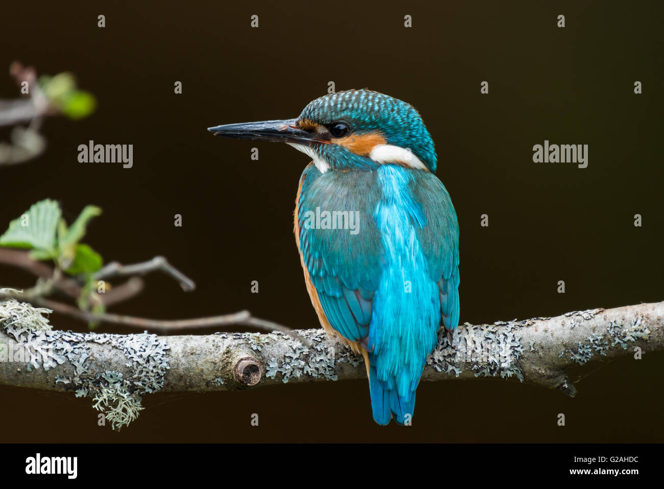 Common European Kingfisher perched on a branch. Stock Photo