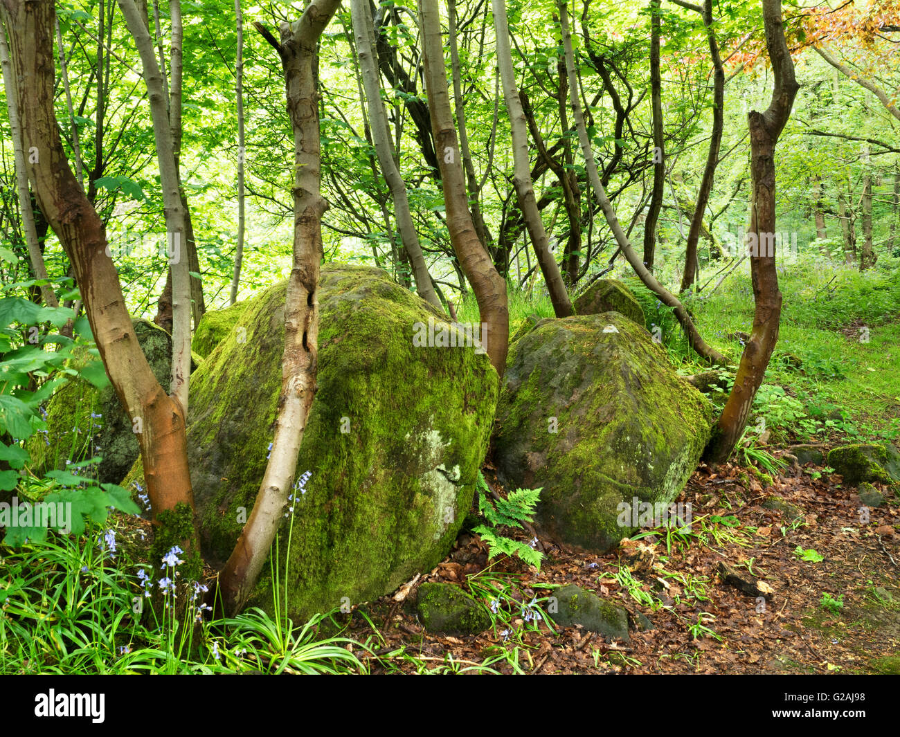 Mossy Boulders in Spring Woodland at Middleton Woods Ilkley West