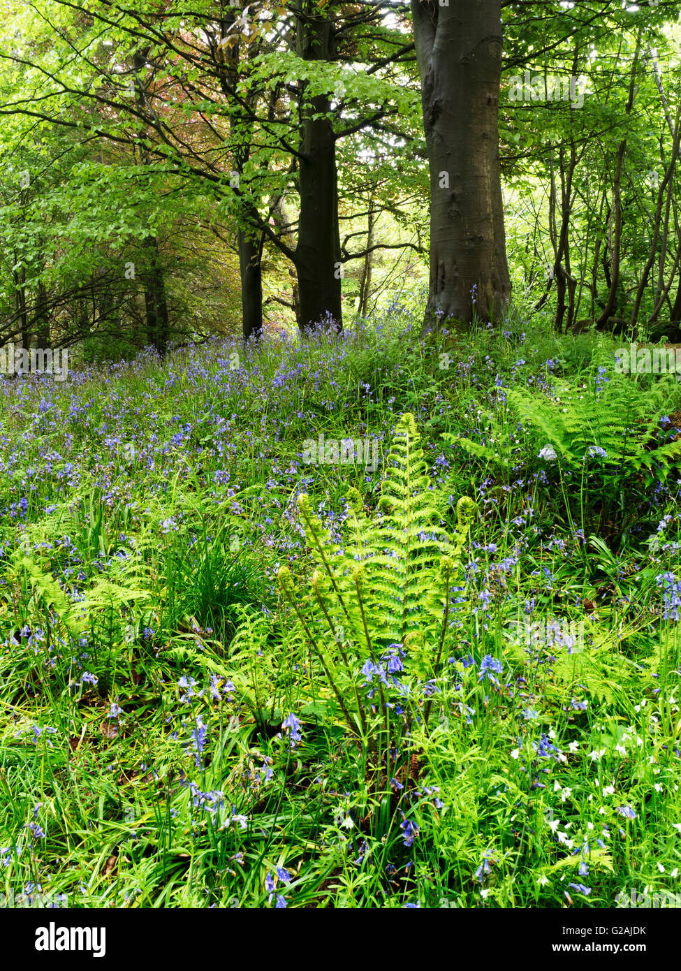 Ferns taking over from Bluebells in Late Spring in Middleton Woods Ilkley West Yorkshire England Stock Photo