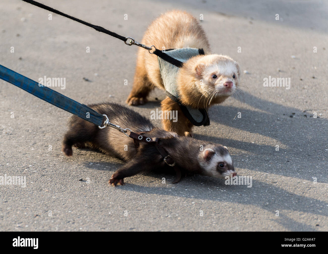 Two ferret for walk with a collar and leash Stock Photo Alamy