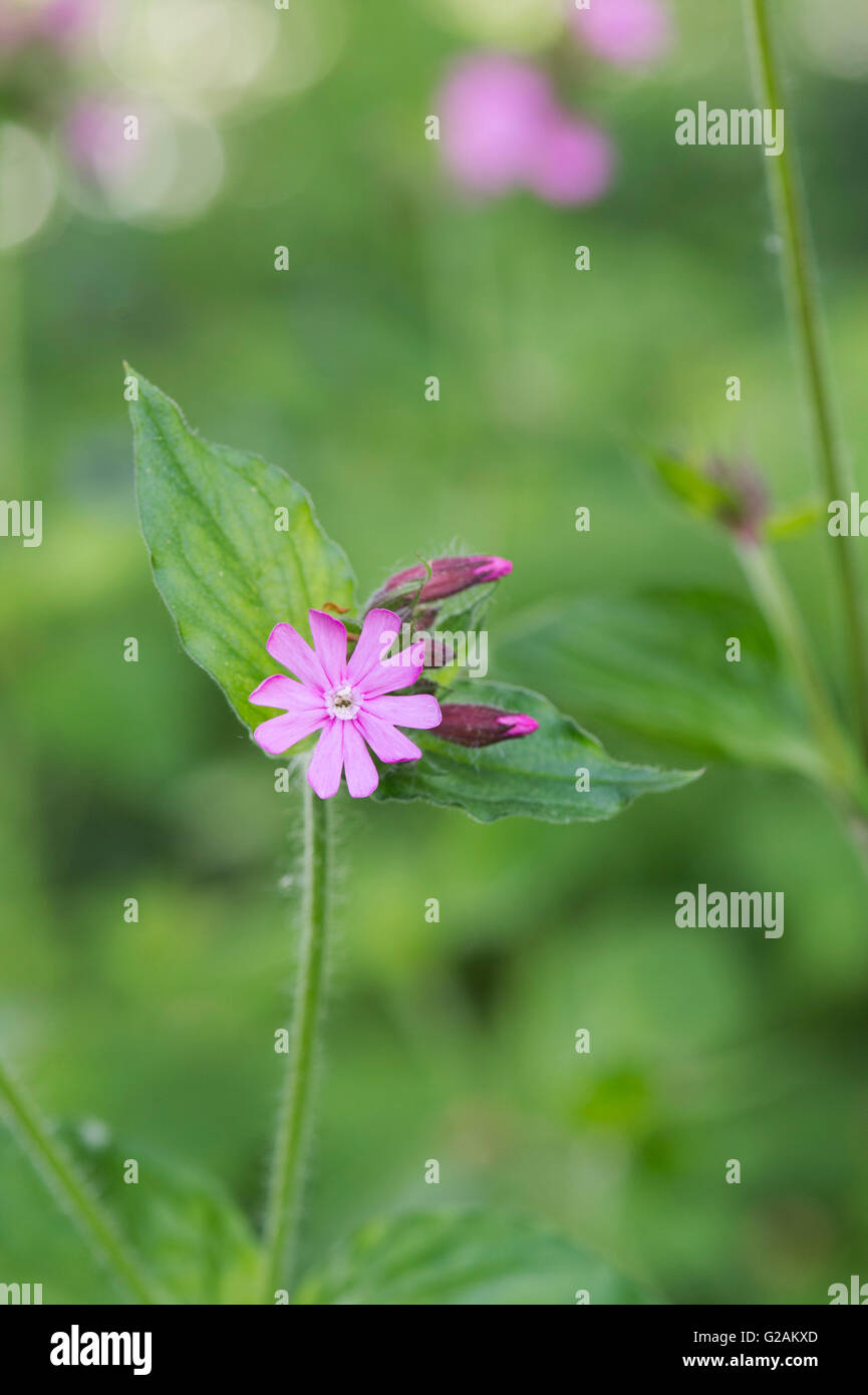 Silene dioica. Red Campion. Wildflower Stock Photo Alamy