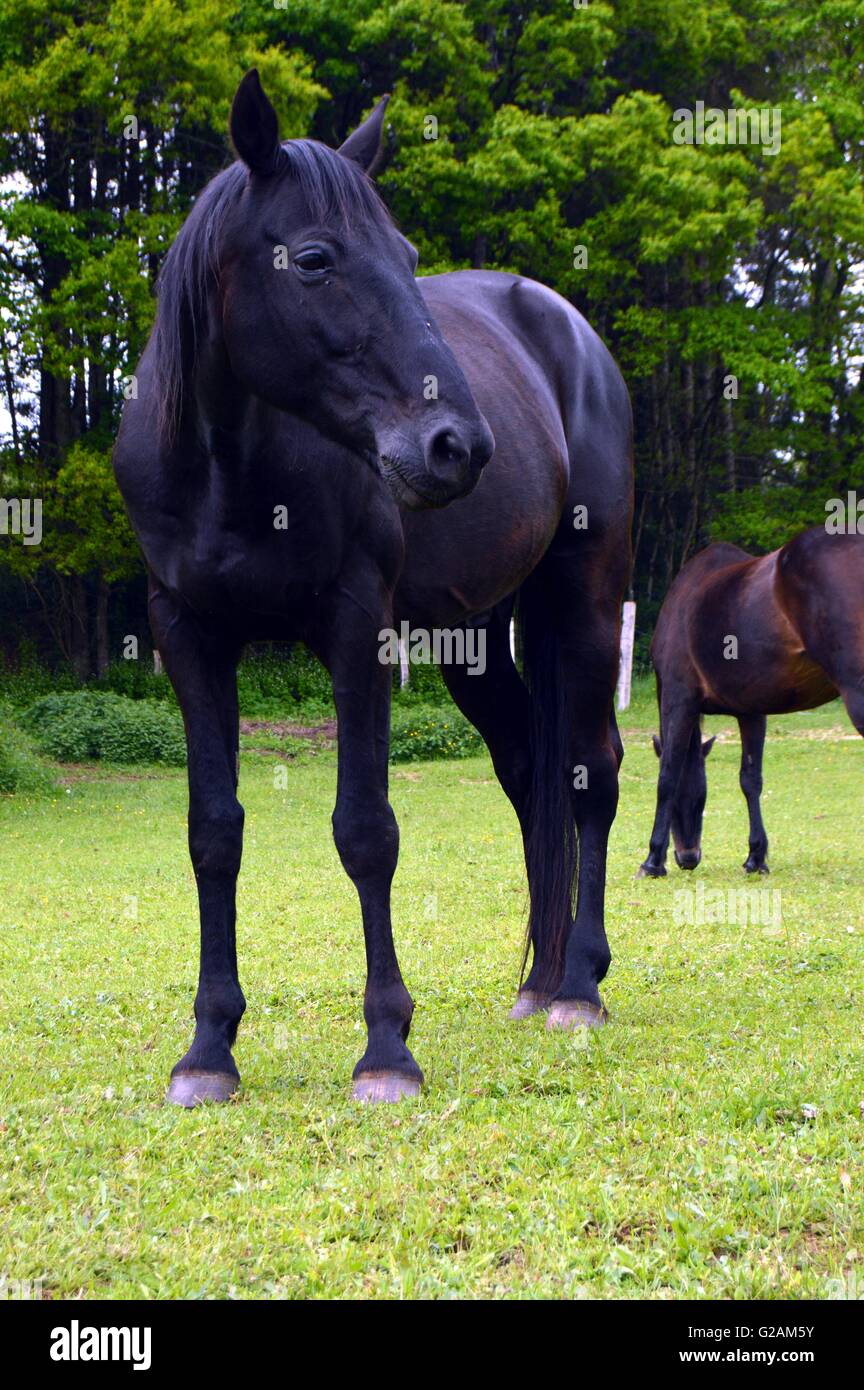 Horse of black color in a small green meadow. Stock Photo
