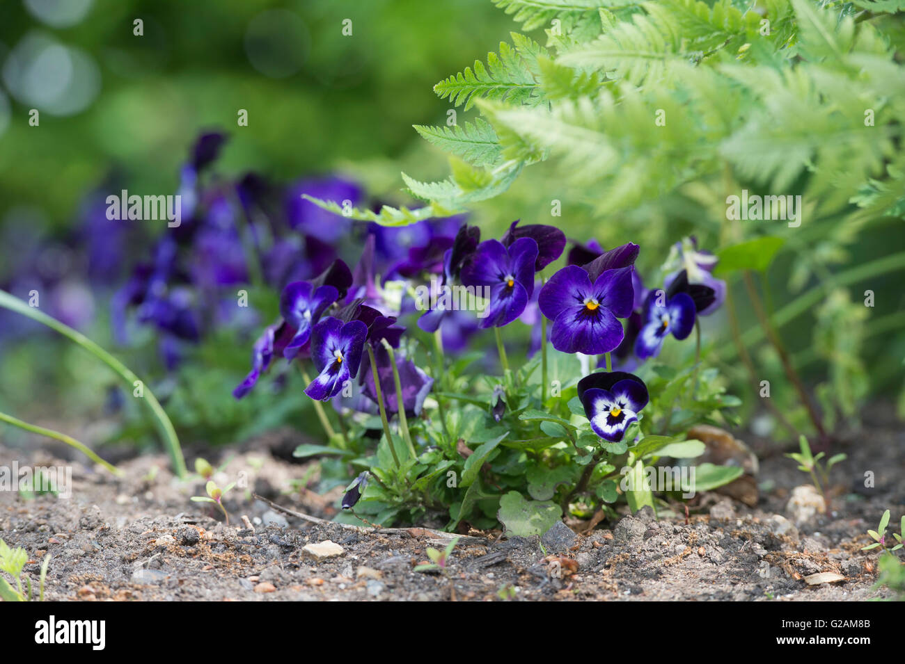 Viola cornuta. Viola Penny Denim Flowers Stock Photo