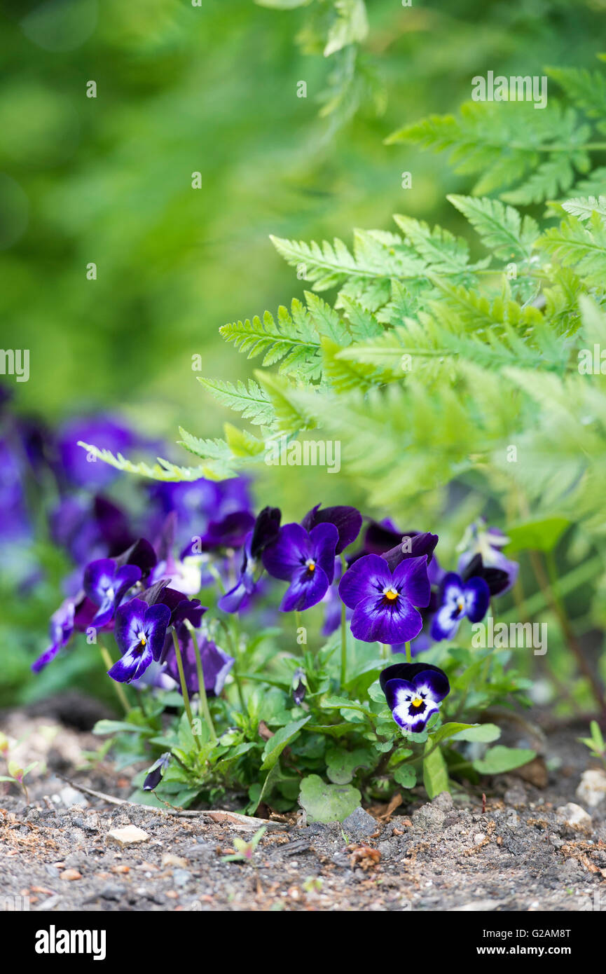 Viola cornuta. Viola Penny Denim Flowers Stock Photo