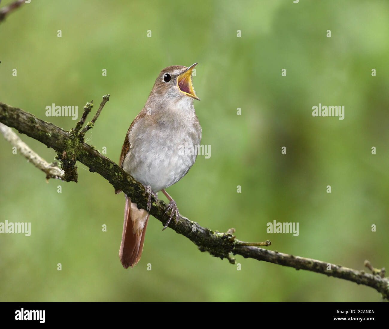 Nightingale singing hi-res stock photography and images - Alamy