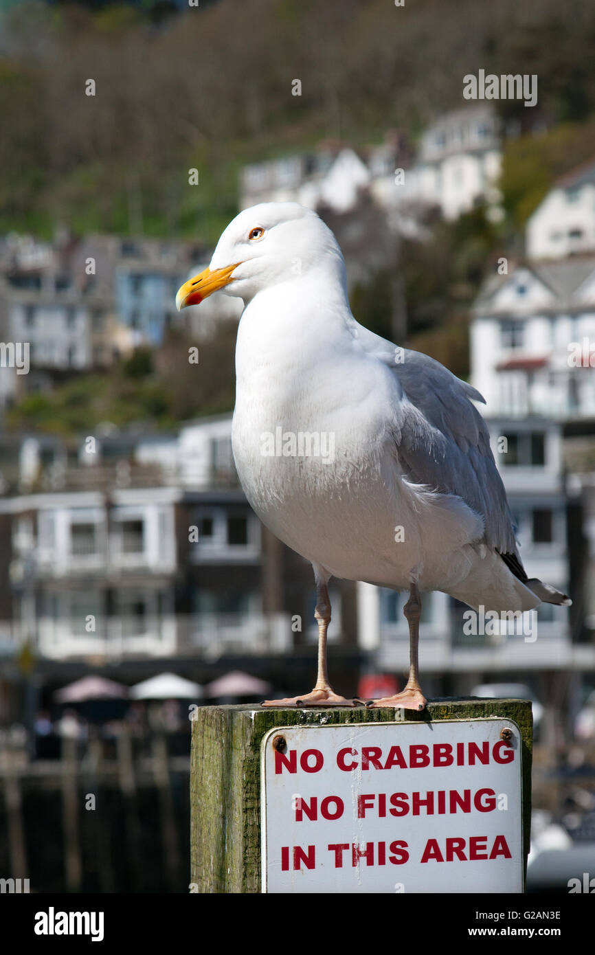 Seagull Warning Sign High Resolution Stock Photography and Images Alamy