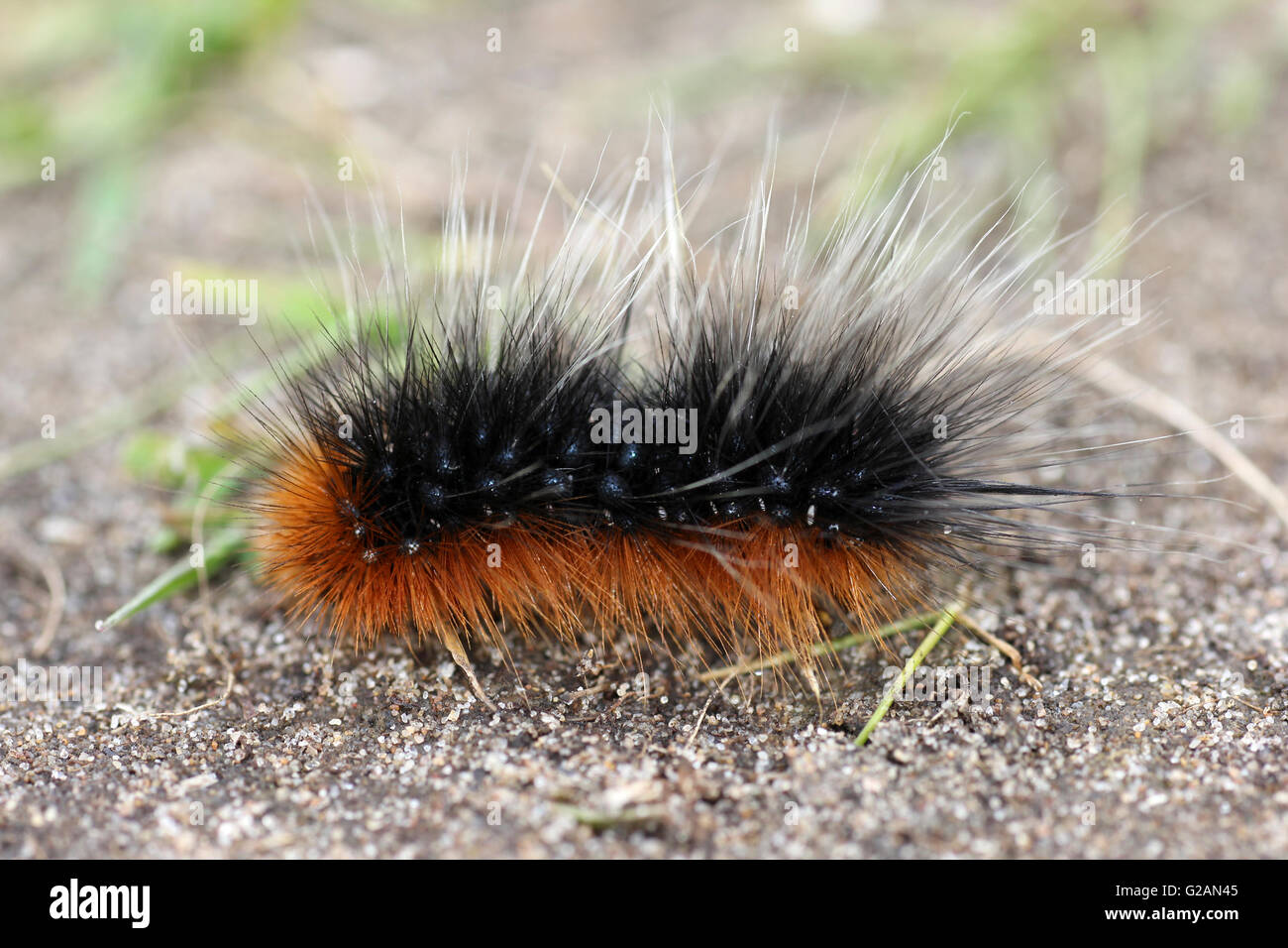 'Woolly Bear' the caterpillars of the Garden Tiger Moth Arctia caja Stock Photo