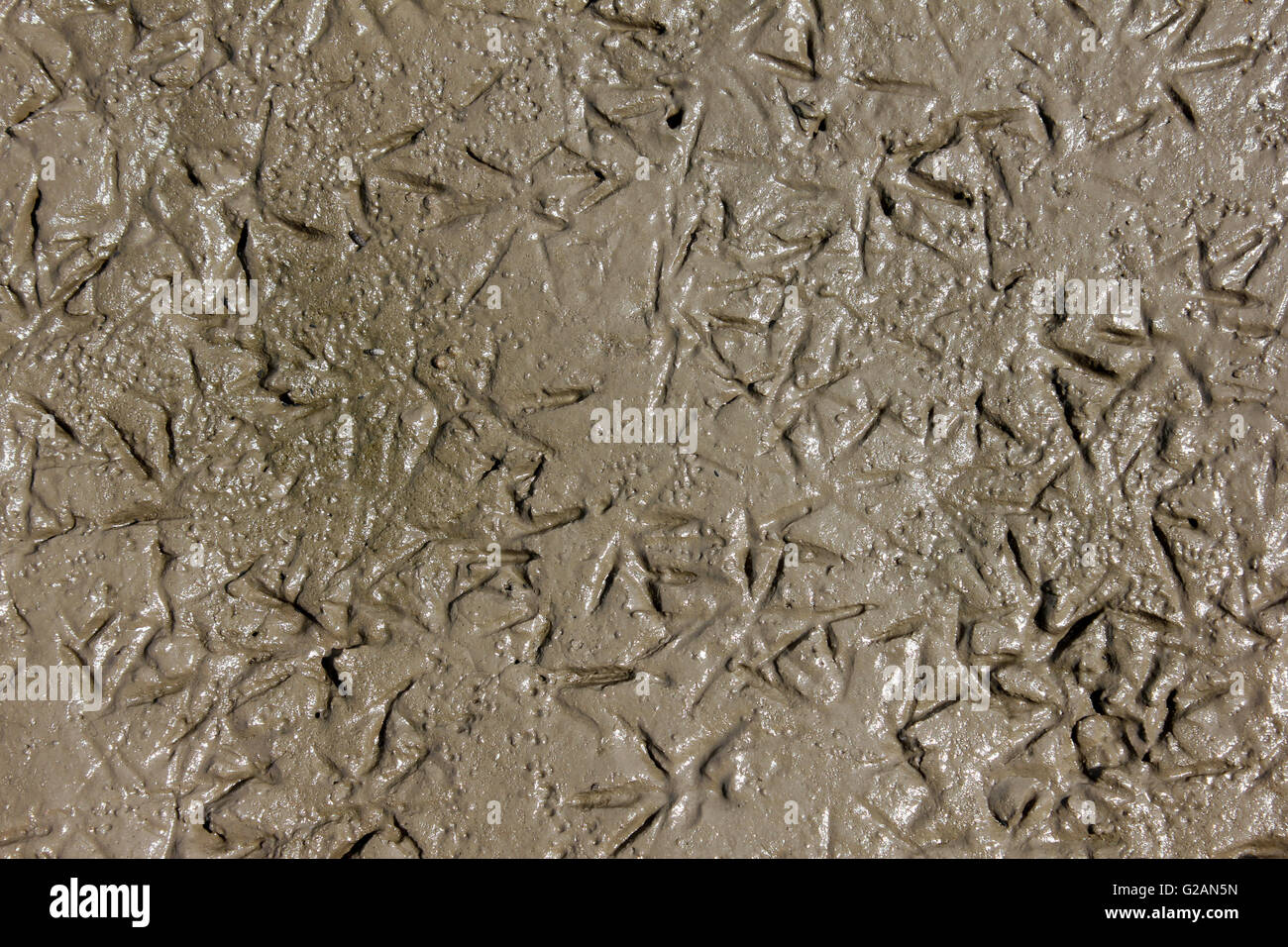 Wader Footprints In Sand, Birkdale, Sefton Coast, UK Stock Photo