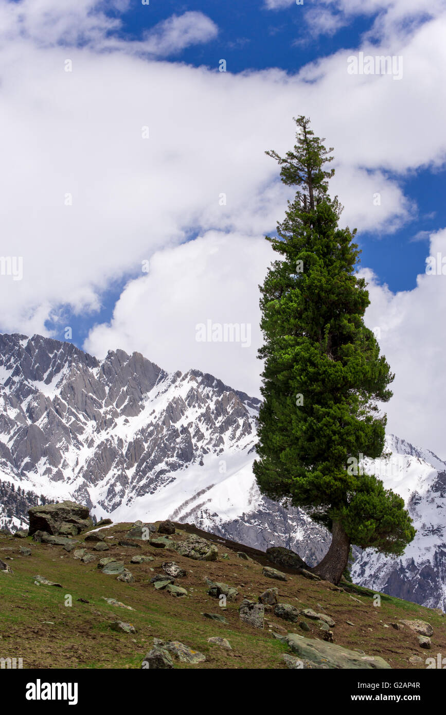 A fir tree on the side of a mountain range, Kashmir, India Stock Photo
