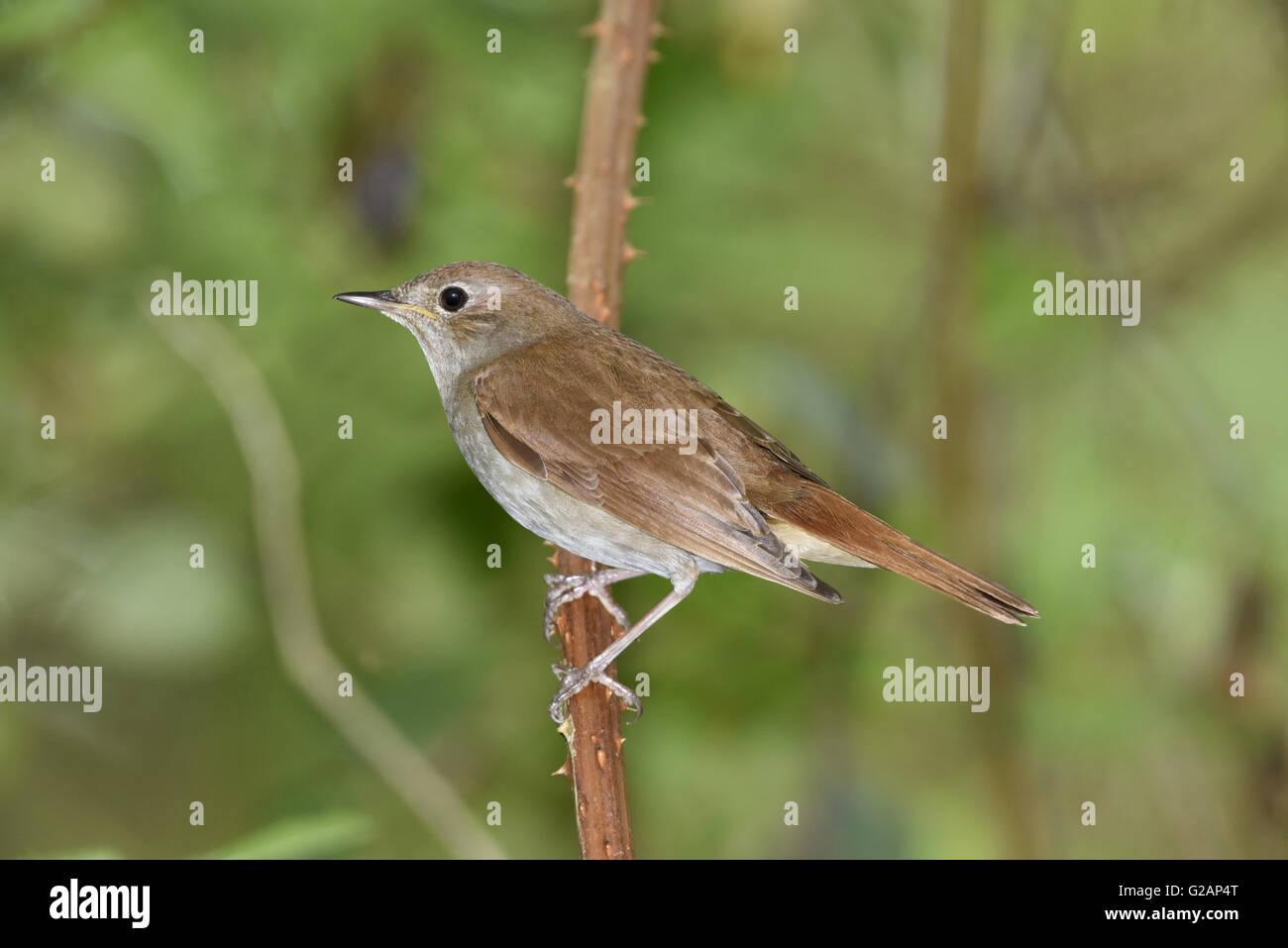 Nightingale bird hires stock photography and images Alamy