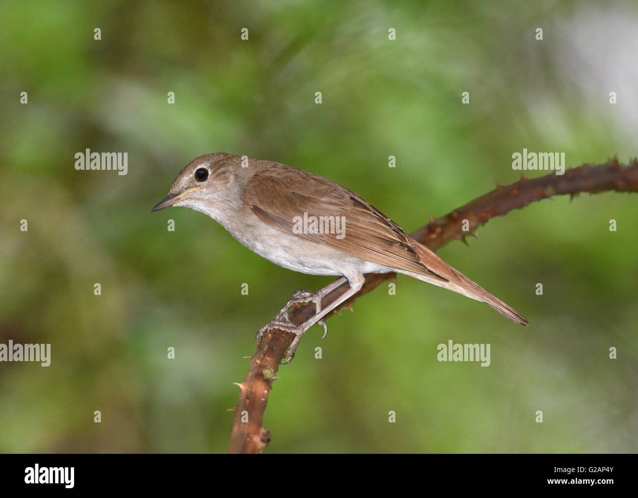 Nightingale - Luscinia megarhynchos Stock Photo