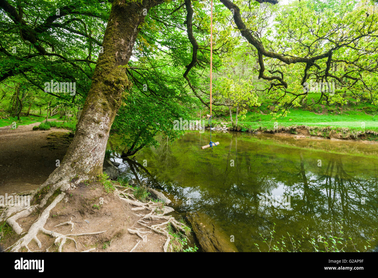 A tree swing over the River Barle in Exmoor National Park, Somerset, England. Stock Photo