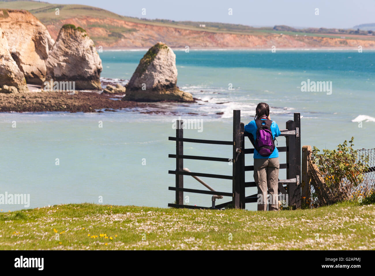 Woman leaning on stile taking a photograph of the landscape at Freshwater Bay, Isle of Wight, Hampshire UK in May - seastacks sea stacks Stock Photo