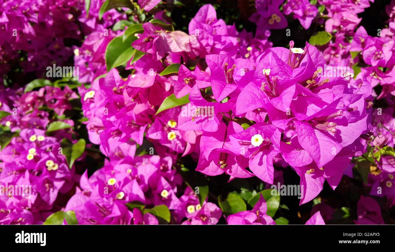 Pink bougainvillea flowers with green leaves Stock Photo Alamy