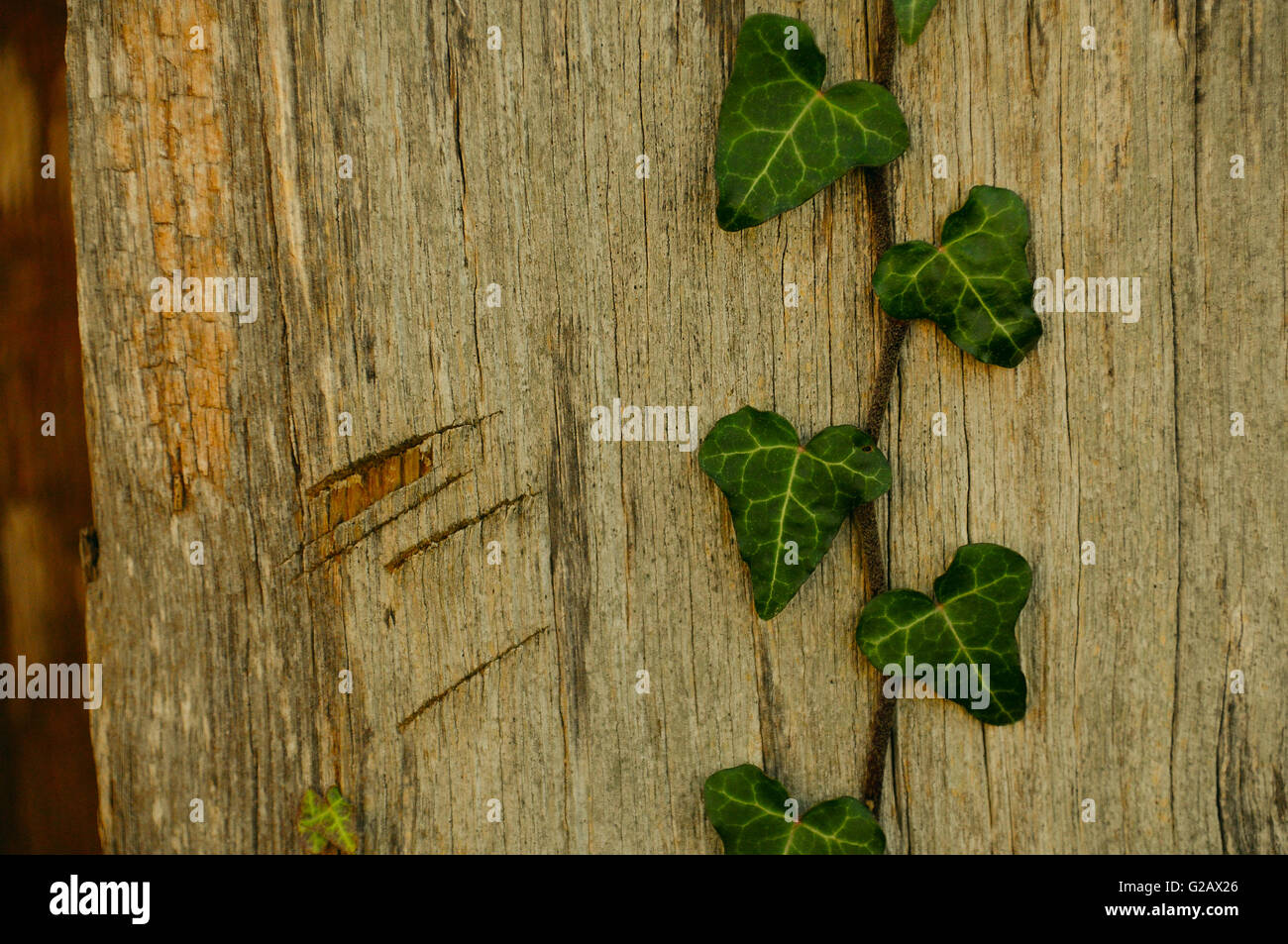 Close up ivy on fence hi-res stock photography and images - Alamy