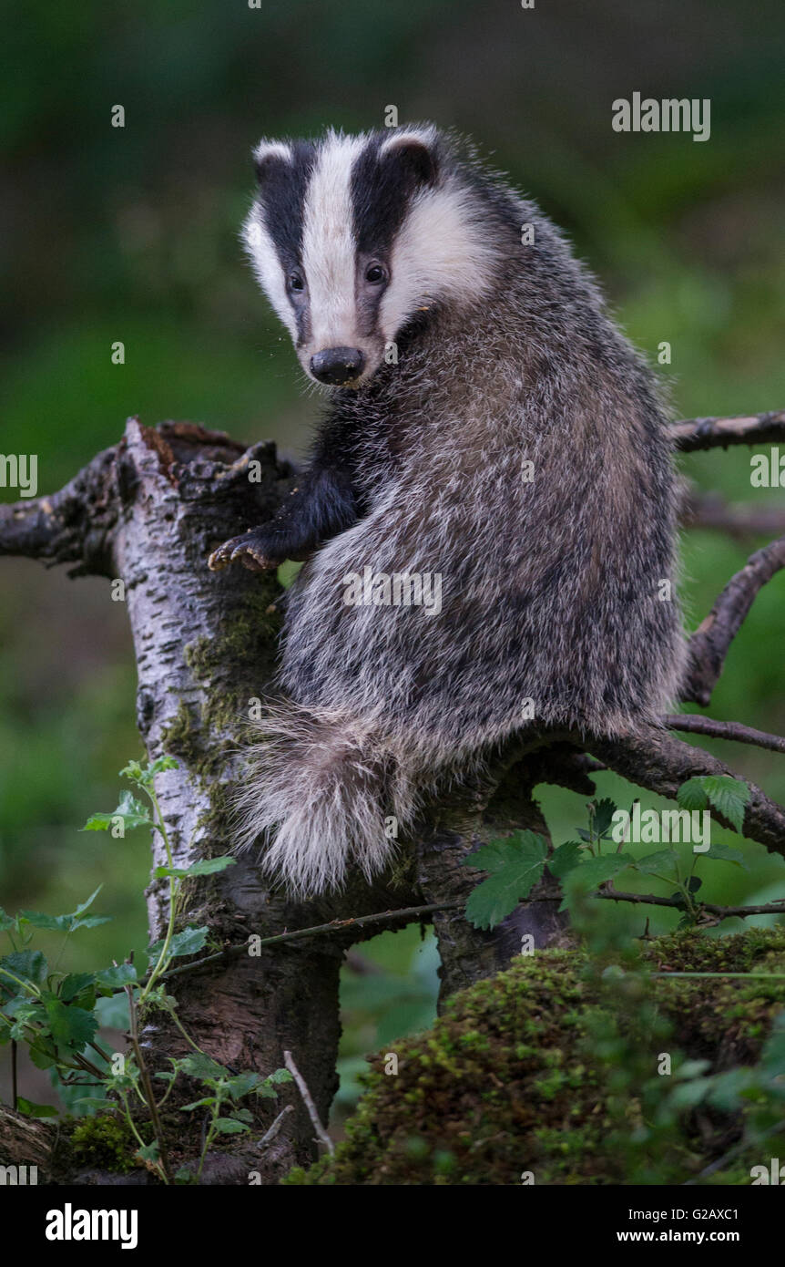 European Badger (Meles meles) sitting on a tree trunk. Stock Photo