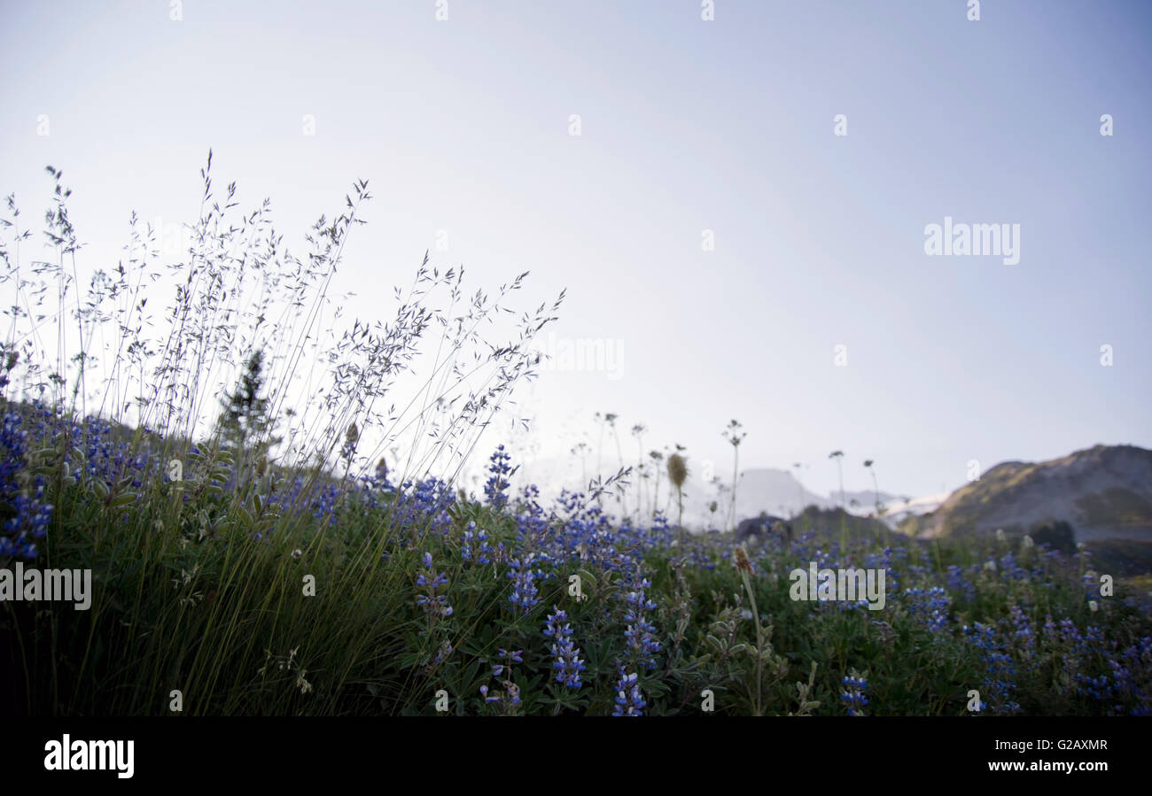 Wildflowers silhouette in summer afternoon,Mt Rainier Stock Photo