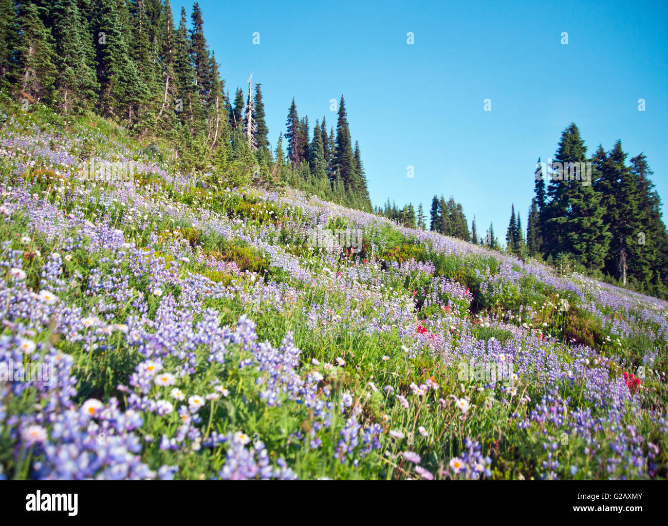 Amazing Wild flowers paradise,Mt Rainier NP Stock Photo