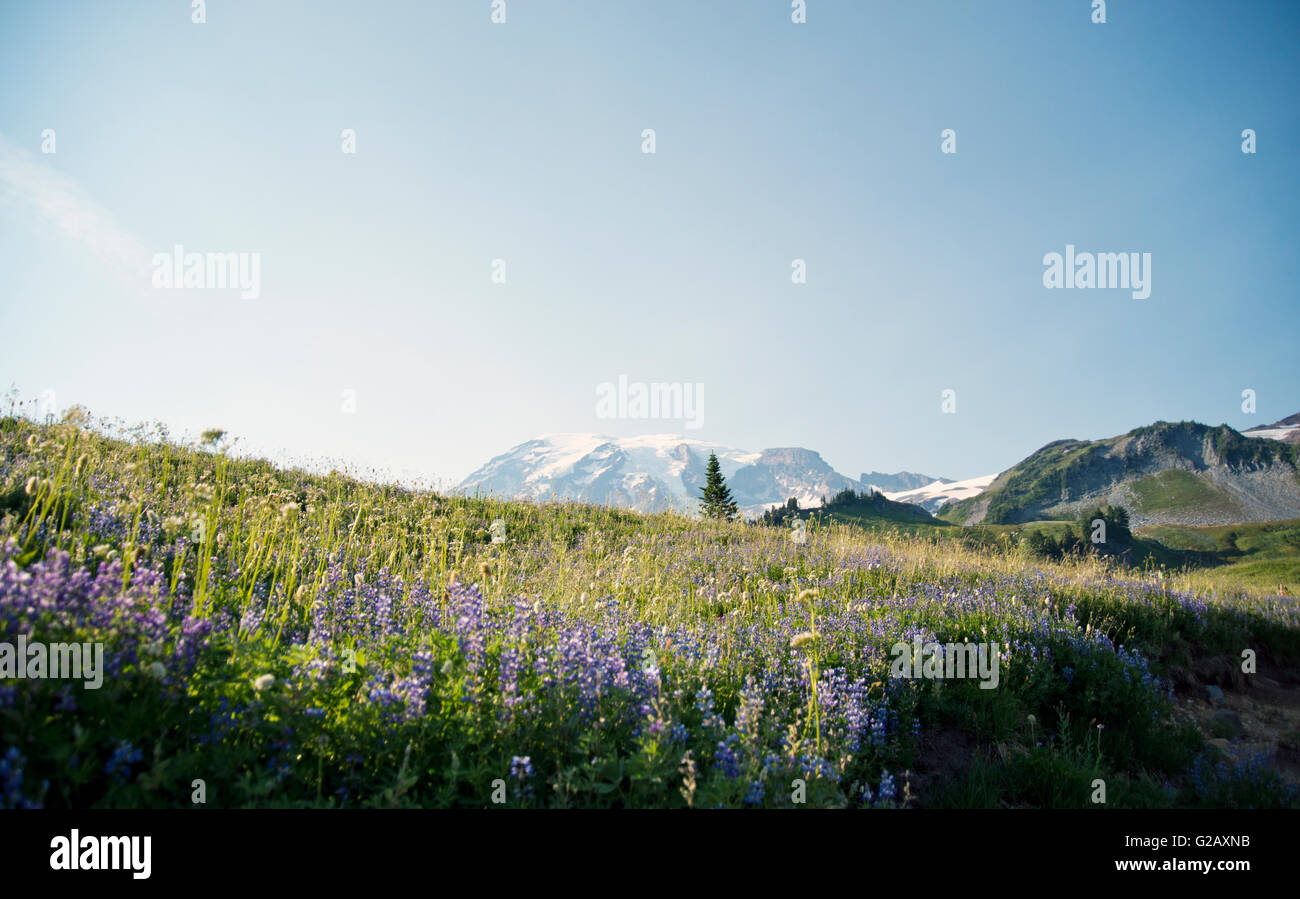 Wonderful wild flower lands in Mt Rainier,USA Stock Photo Alamy
