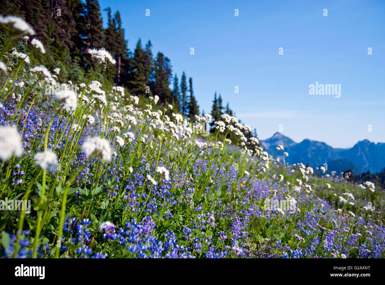 Sitka Valerian, American Bistort and Lupine in Mt Rainier,USA Stock Photo